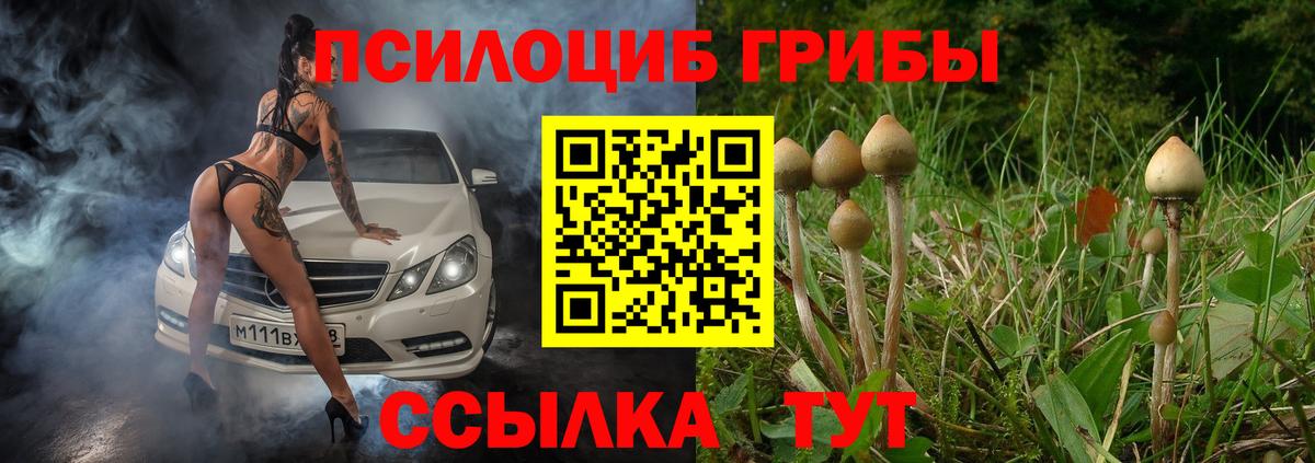 Кизилюрт  Галлюциногенные грибы Psilocybine cubensis  Вход с VPN 